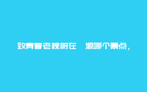 致青春老槐树在婺源哪个景点，致青春婺源香樟树在哪