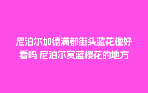 尼泊尔加德满都街头蓝花楹好看吗 尼泊尔赏蓝樱花的地方