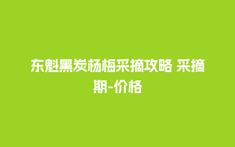 东魁黑炭杨梅采摘攻略 采摘期-价格