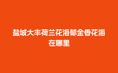 盐城大丰荷兰花海郁金香花海在哪里