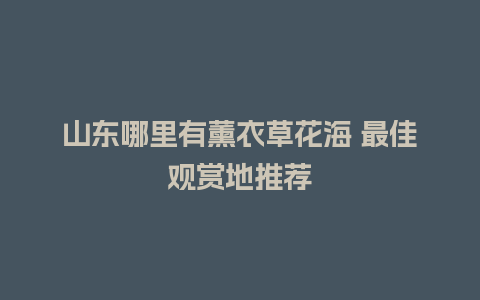 山东哪里有薰衣草花海 最佳观赏地推荐