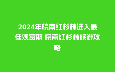 2024年皖南红杉林进入最佳观赏期 皖南红杉林旅游攻略