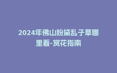 2024年佛山粉黛乱子草哪里看-赏花指南