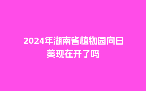 2024年湖南省植物园向日葵现在开了吗