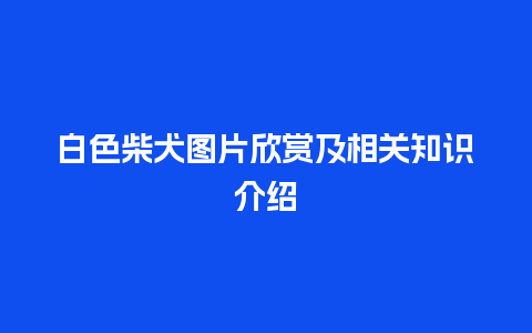 白色柴犬图片欣赏及相关知识介绍