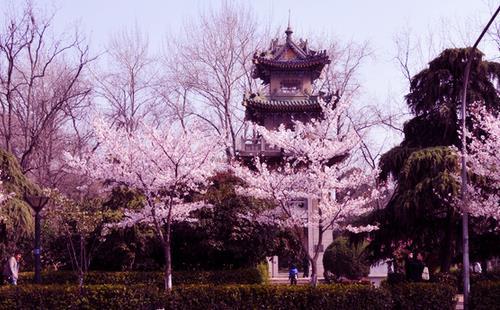 2024南京鸡鸣寺樱花门票介绍 附交通指南