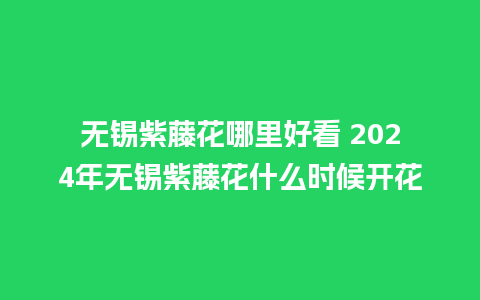 无锡紫藤花哪里好看 2024年无锡紫藤花什么时候开花