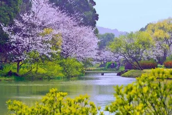 深圳樱花谷风景区在哪里 深圳樱花谷什么时候去最好