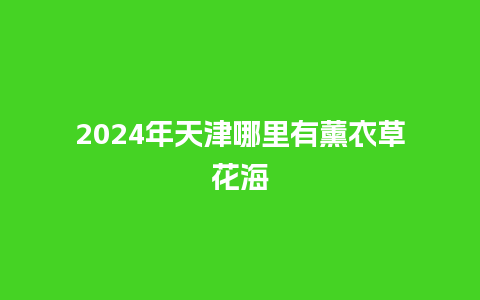 2024年天津哪里有薰衣草花海