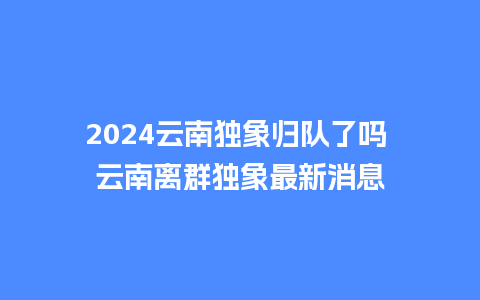 2024云南独象归队了吗 云南离群独象最新消息