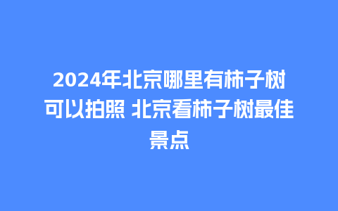 2024年北京哪里有柿子树可以拍照 北京看柿子树最佳景点