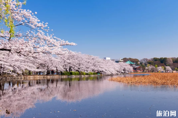 2024日本樱花什么时候开得最好 日本樱花观赏地点