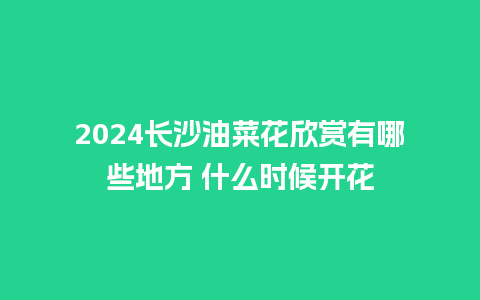 2024长沙油菜花欣赏有哪些地方 什么时候开花