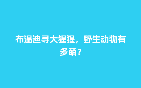 布温迪寻大猩猩，野生动物有多萌？