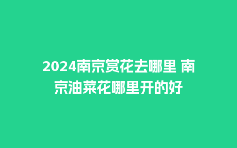 2024南京赏花去哪里 南京油菜花哪里开的好