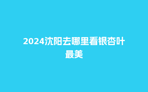 2024沈阳去哪里看银杏叶最美