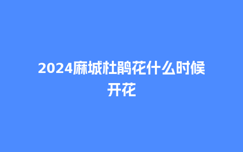 2024麻城杜鹃花什么时候开花