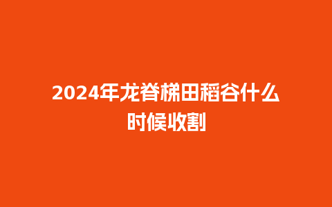 2024年龙脊梯田稻谷什么时候收割