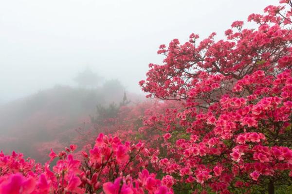 温州杜鹃花什么时候开花 2024温州杜鹃花哪里最出名