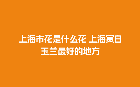 上海市花是什么花 上海赏白玉兰最好的地方