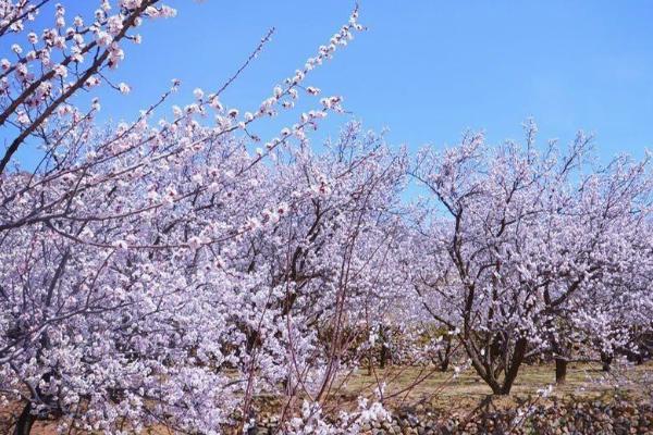 2024延庆杏花节时间-地点-活动安排