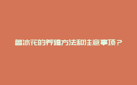 鲁冰花的养殖方法和注意事项？