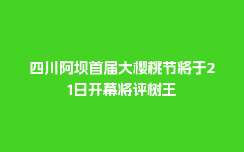 四川阿坝首届大樱桃节将于21日开幕将评树王