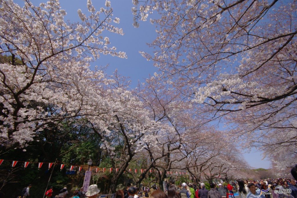 樱花啊樱花 东日本赏樱名所(图文)